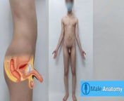 Real male anatomy tutorial, studying the anatomy of the nude man body ( Danieltp2002 ) ( Iranian boy ) from gay solo